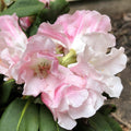 Rhododendron yakushimanum 'Yaku Princess'  - Yaku Princess Rhododendron