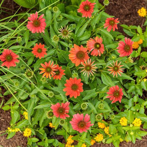 Echinacea 'Orange You Awesome'  - Color Coded® Orange You Awesome Echinacea