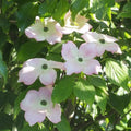 Cornus florida 'Comco No. 1'  - Cherokee Brave Dogwood