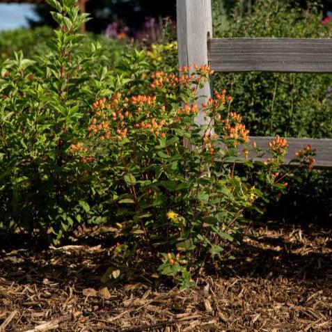 Hypericum inodorum 'Kolmapuki' PP24,576  - First Editions® Pumpkin St. John's Wort