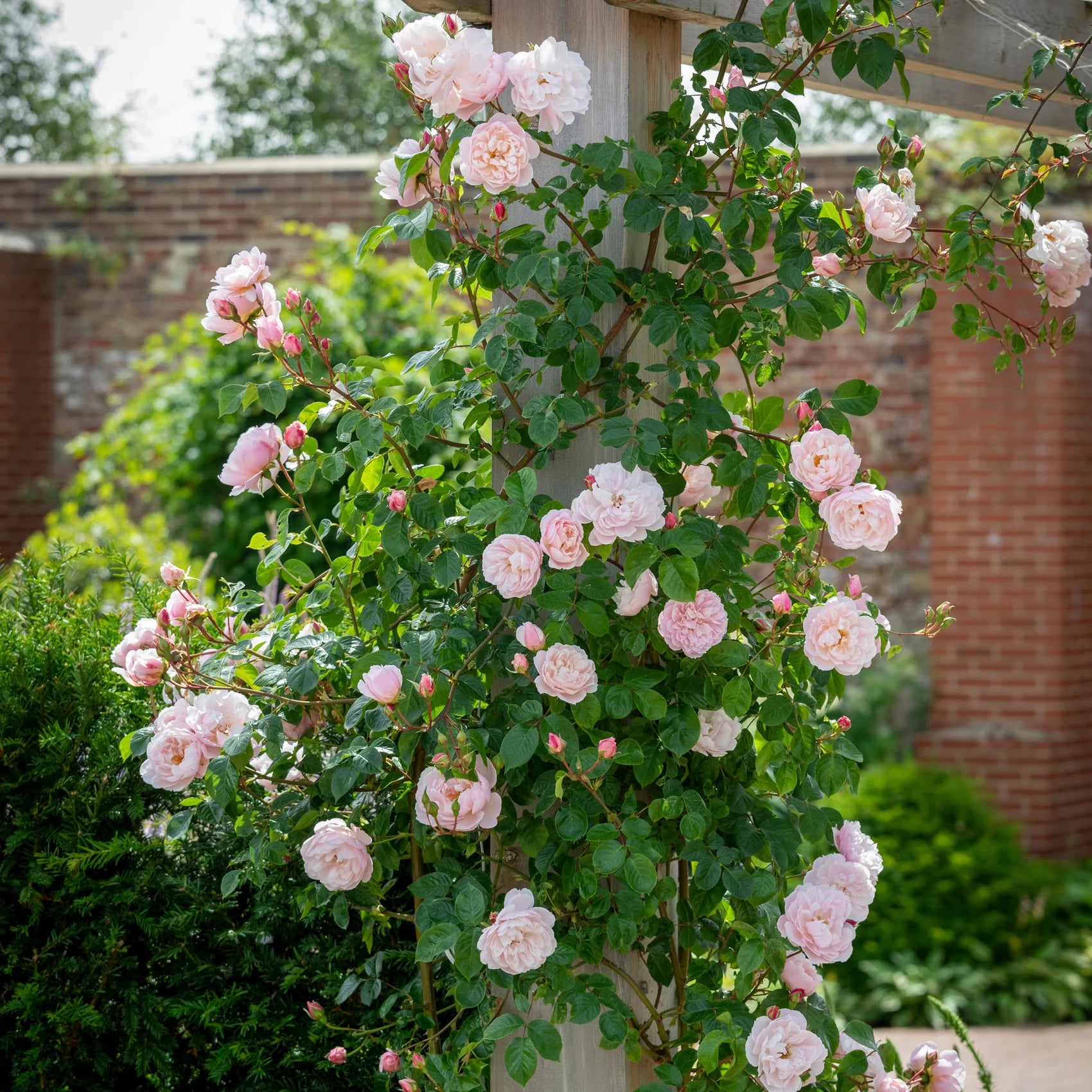 The Generous Gardener® David Austin® English Shrub Rose & Short Climber