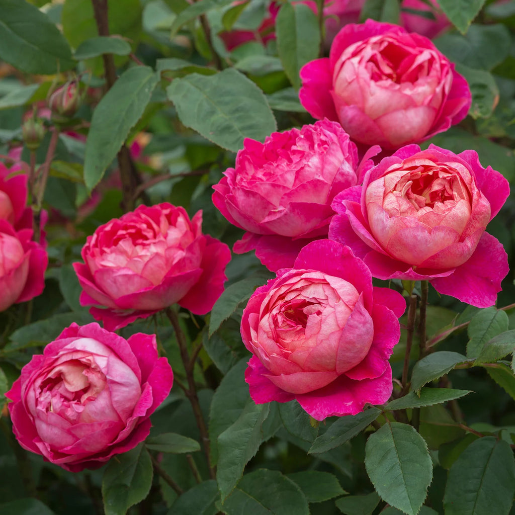 Benjamin Britten® David Austin® English Shrub Rose