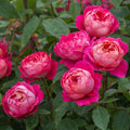 Benjamin Britten® David Austin® English Shrub Rose
