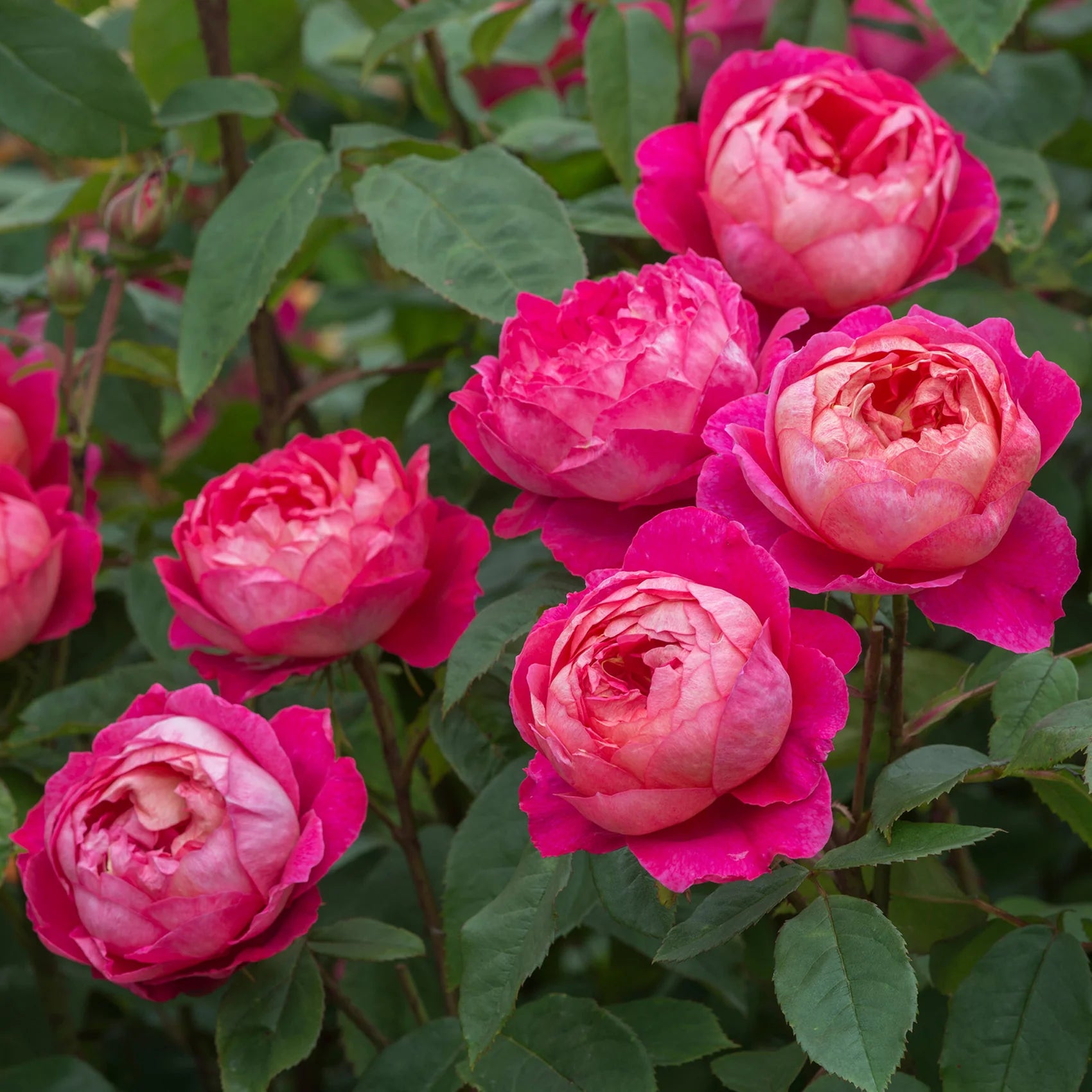 Benjamin Britten® David Austin® English Shrub Rose