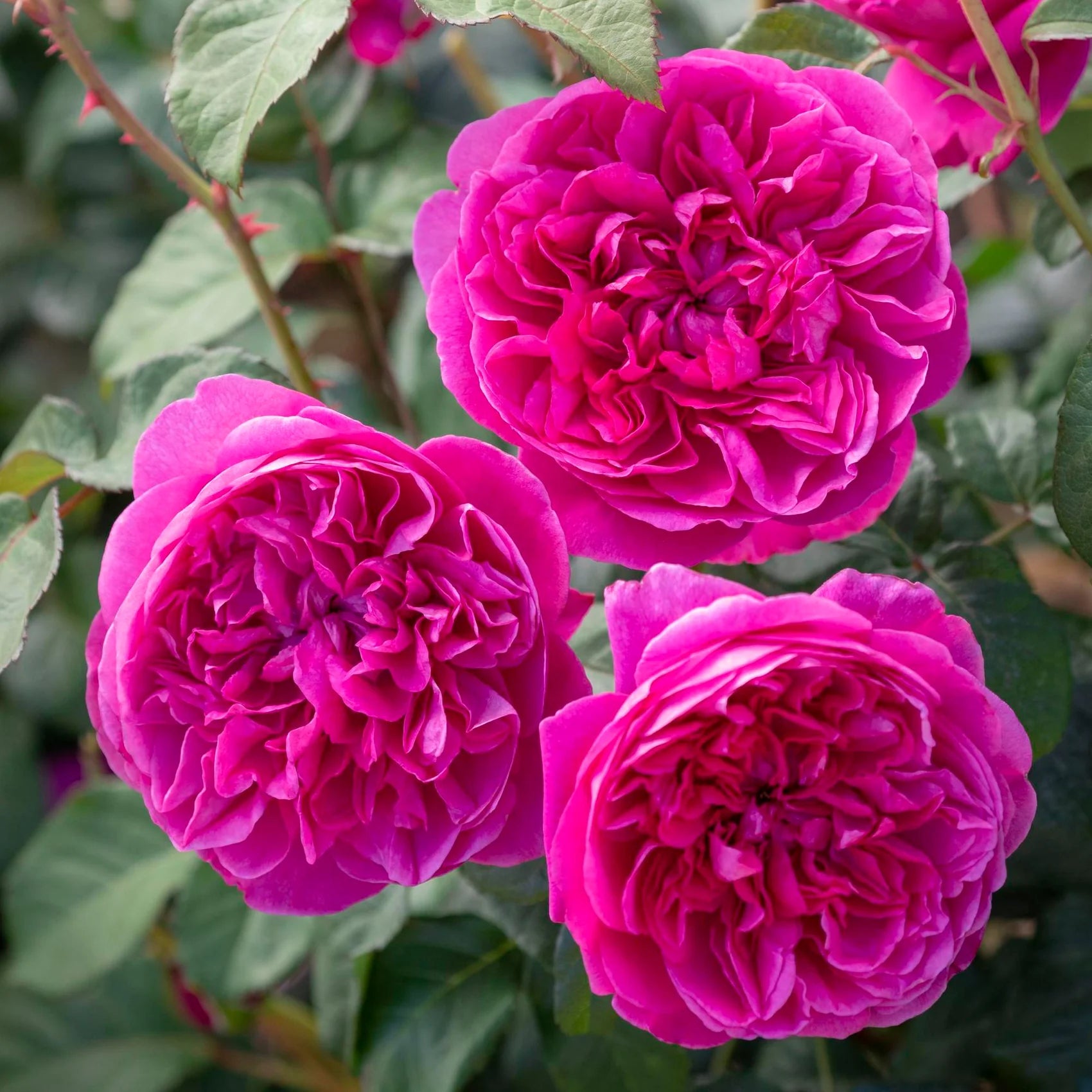 James L. Austin® David Austin® English Shrub Rose