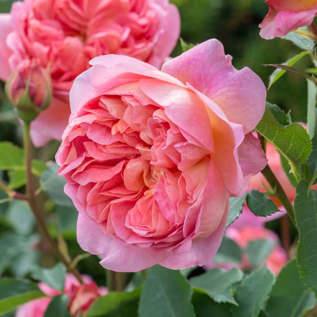 Boscobel® by David Austin®