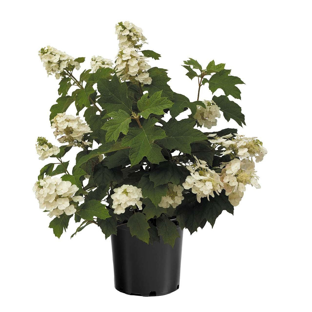 Hydrangea quercifolia '1925querrep'  - Autumn Reprise™ Hydrangea