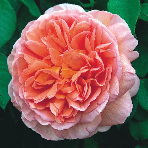 Abraham Darby® English Rose on Fortuniana Rootstock