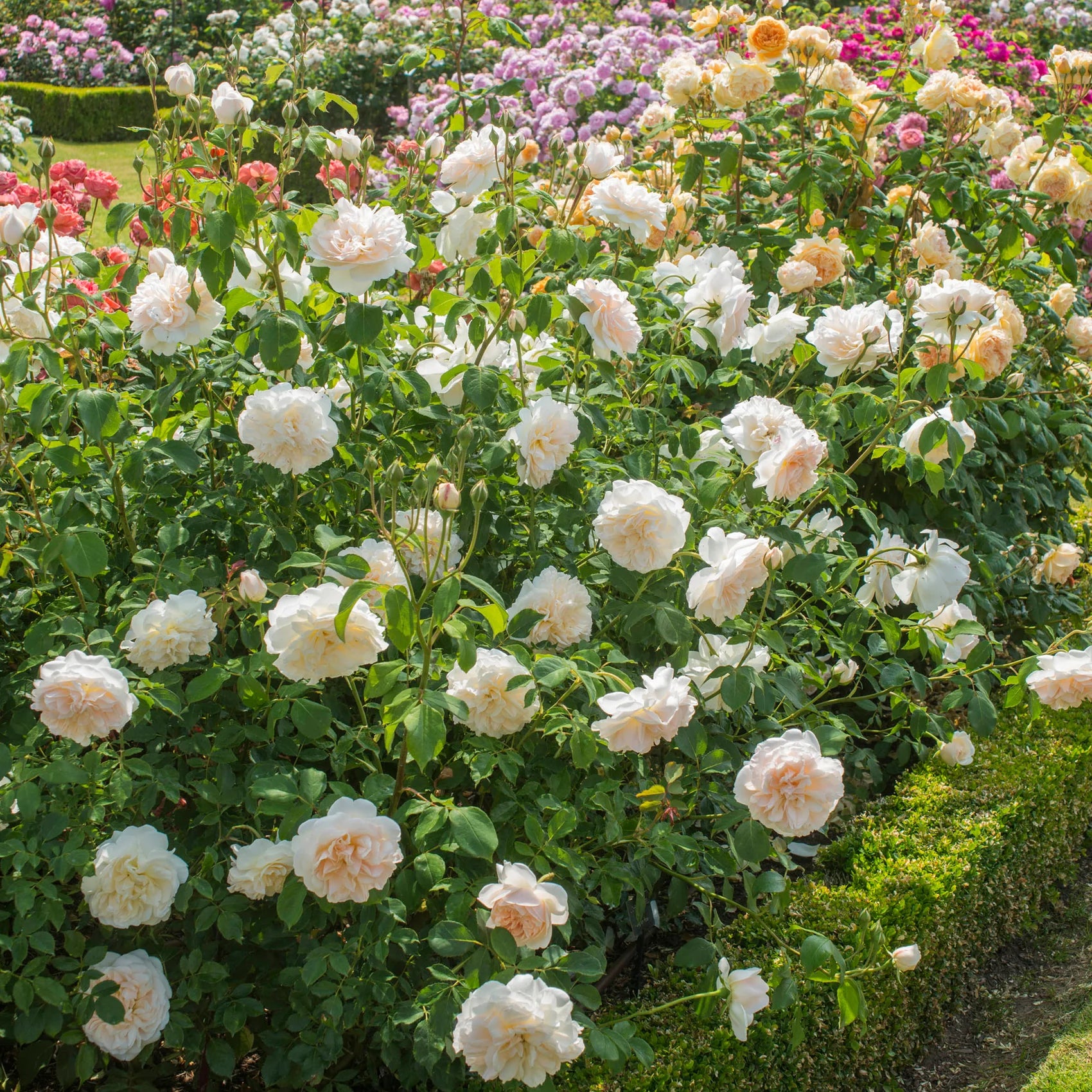 Lichfield Angel™ David Austin® English Shrub Rose