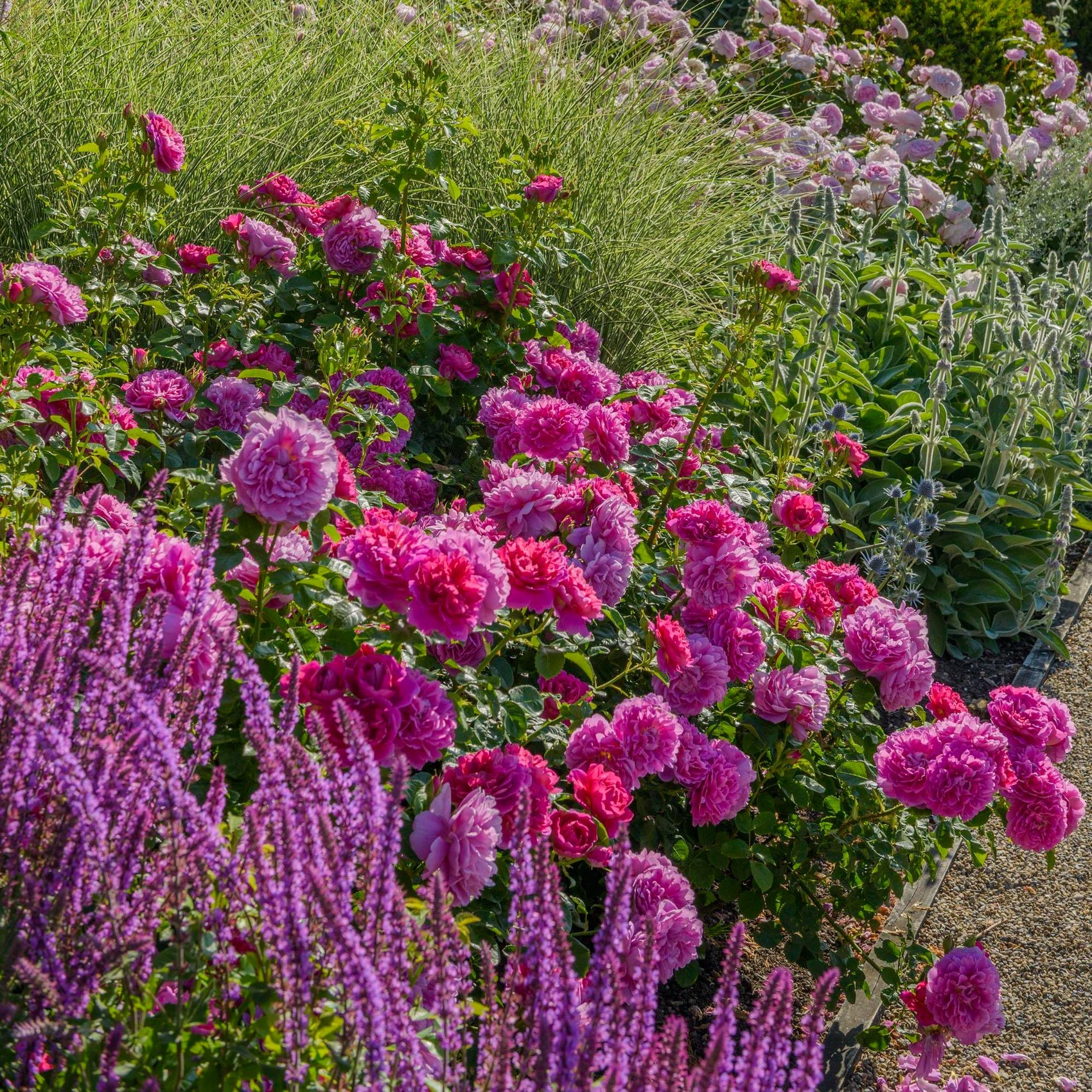 Princess Anne™ David Austin® English Shrub Rose