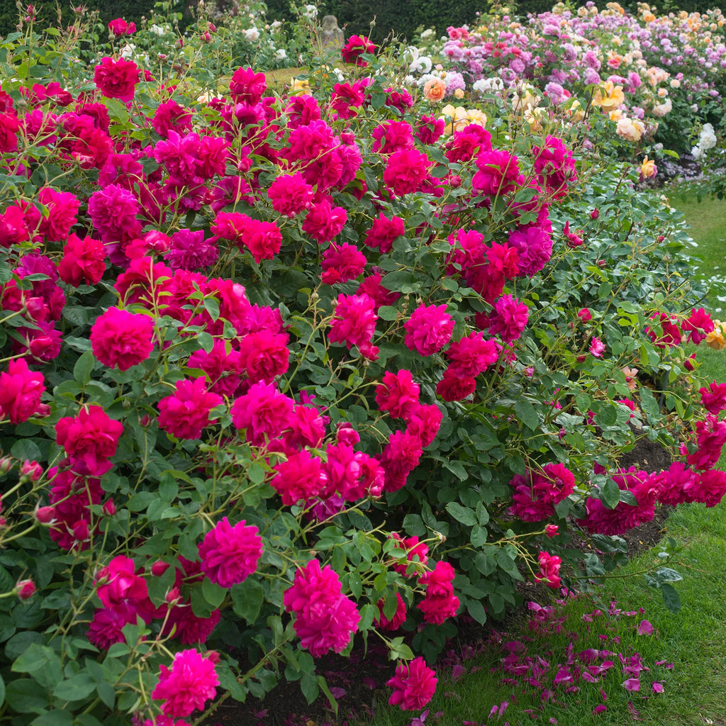 Thomas à Becket™ David Austin® English Shrub Rose