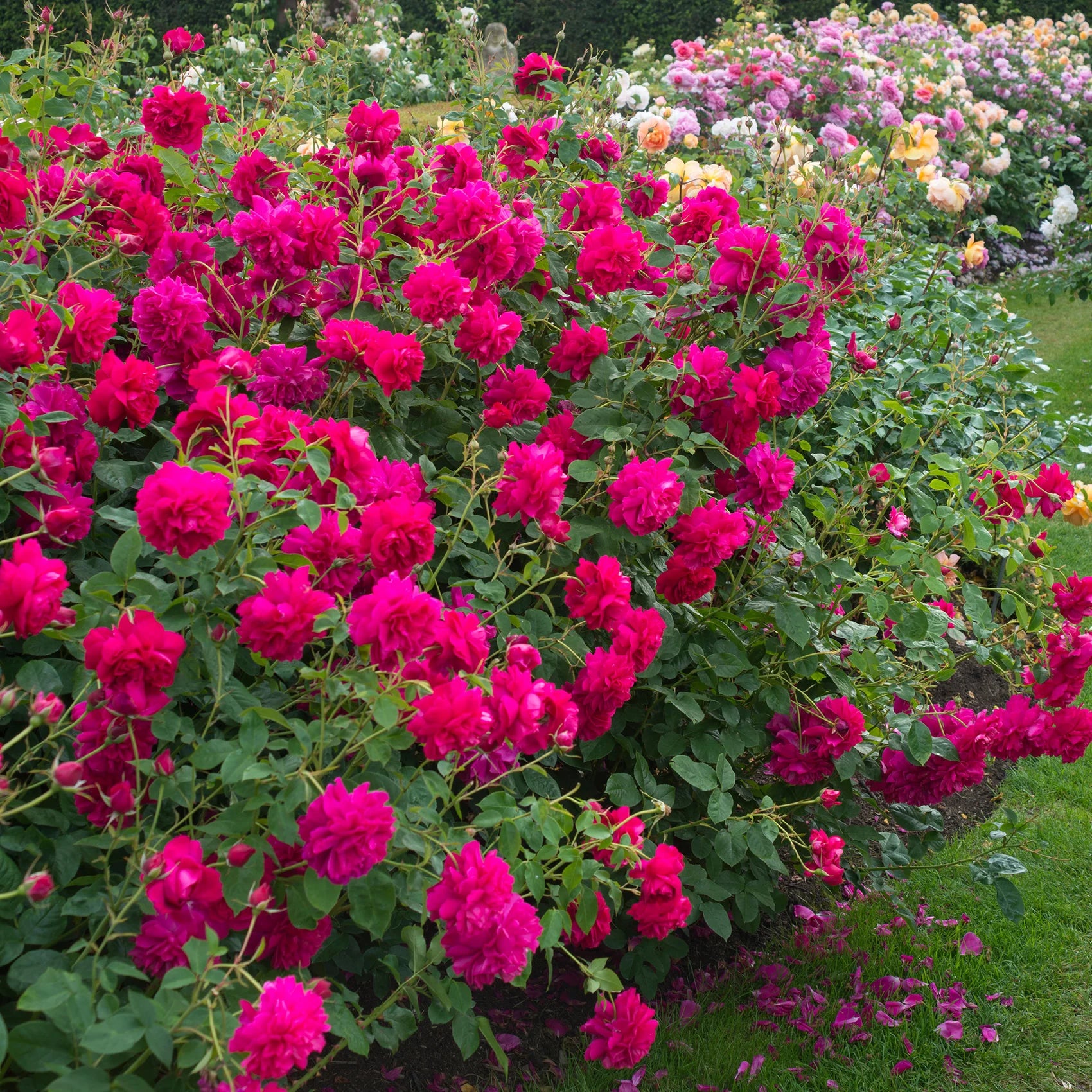 Thomas à Becket™ David Austin® English Shrub Rose