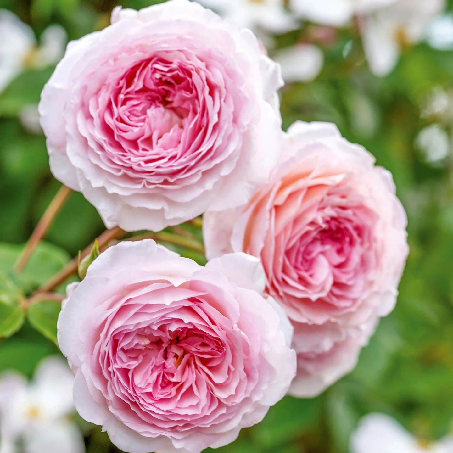 James Galway® David Austin® Climbing Rose