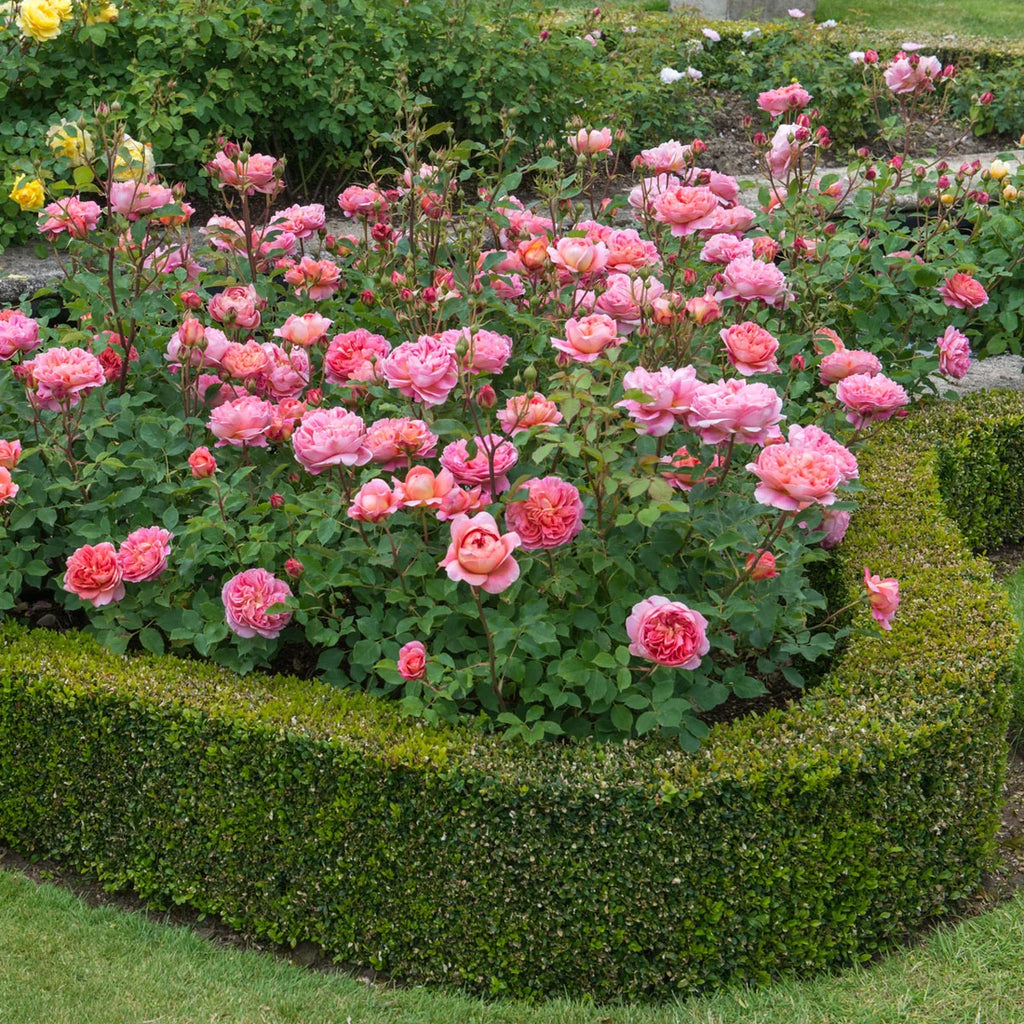 Boscobel® by David Austin®