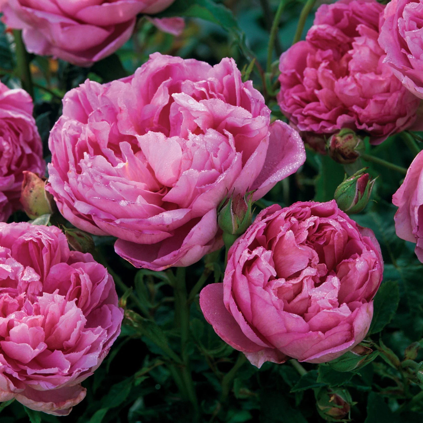 The Ingenious Mr Fairchild® David Austin® English Shrub Rose