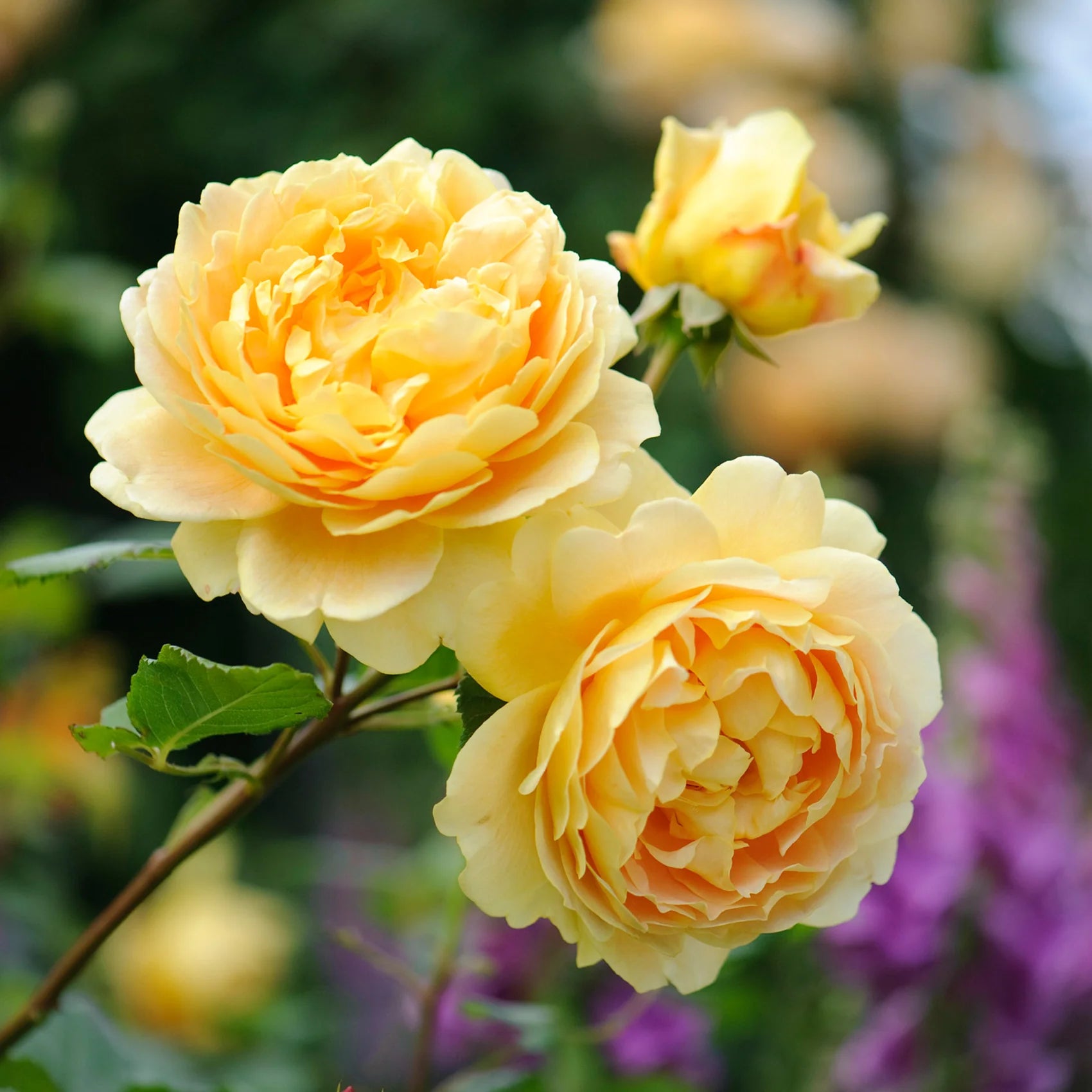 Golden Celebration® David Austin® Climbing Rose