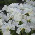 Iris sibirica 'Swans in Flight'  - Swans In Flight Siberian Iris