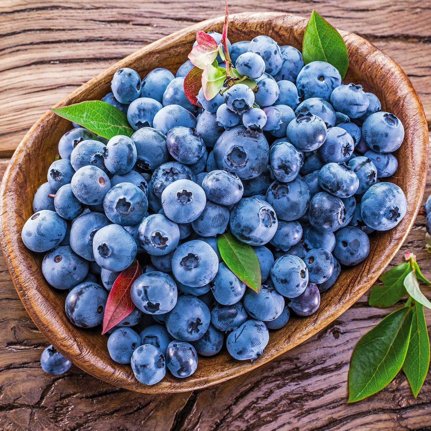Vaccinium corymbosum 'Blueray'  - Blueray Blueberry