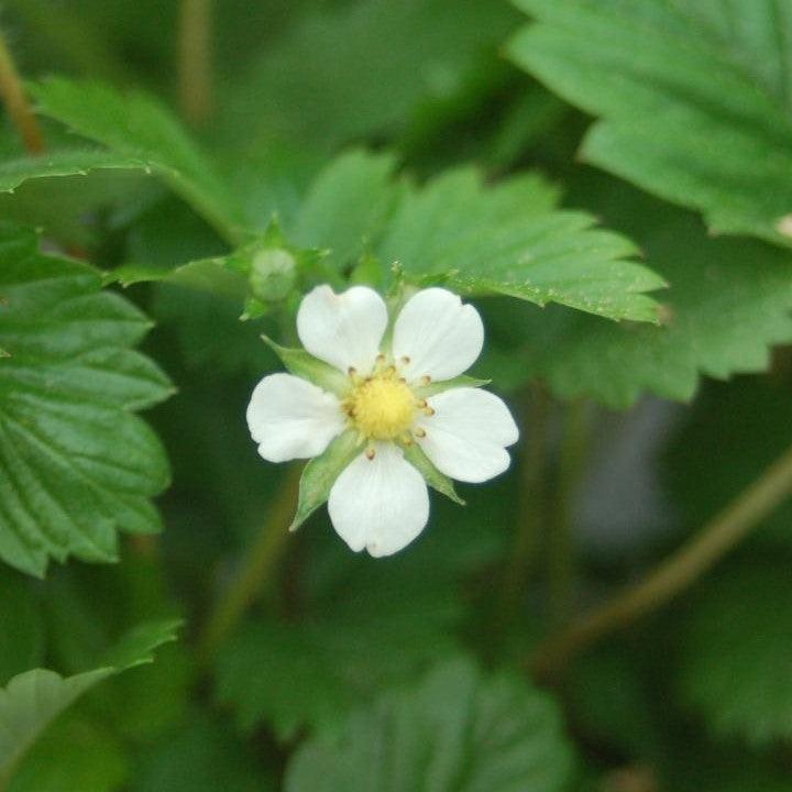 Fragaria vesca 'Alexandra'  - Alexandra Alpine Strawberry