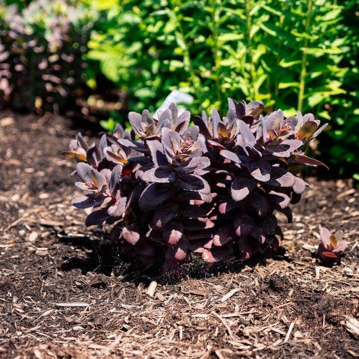 Sedum x 'Holtpupasras095'  - Puff Pastry™ Raspberry Stonecrop