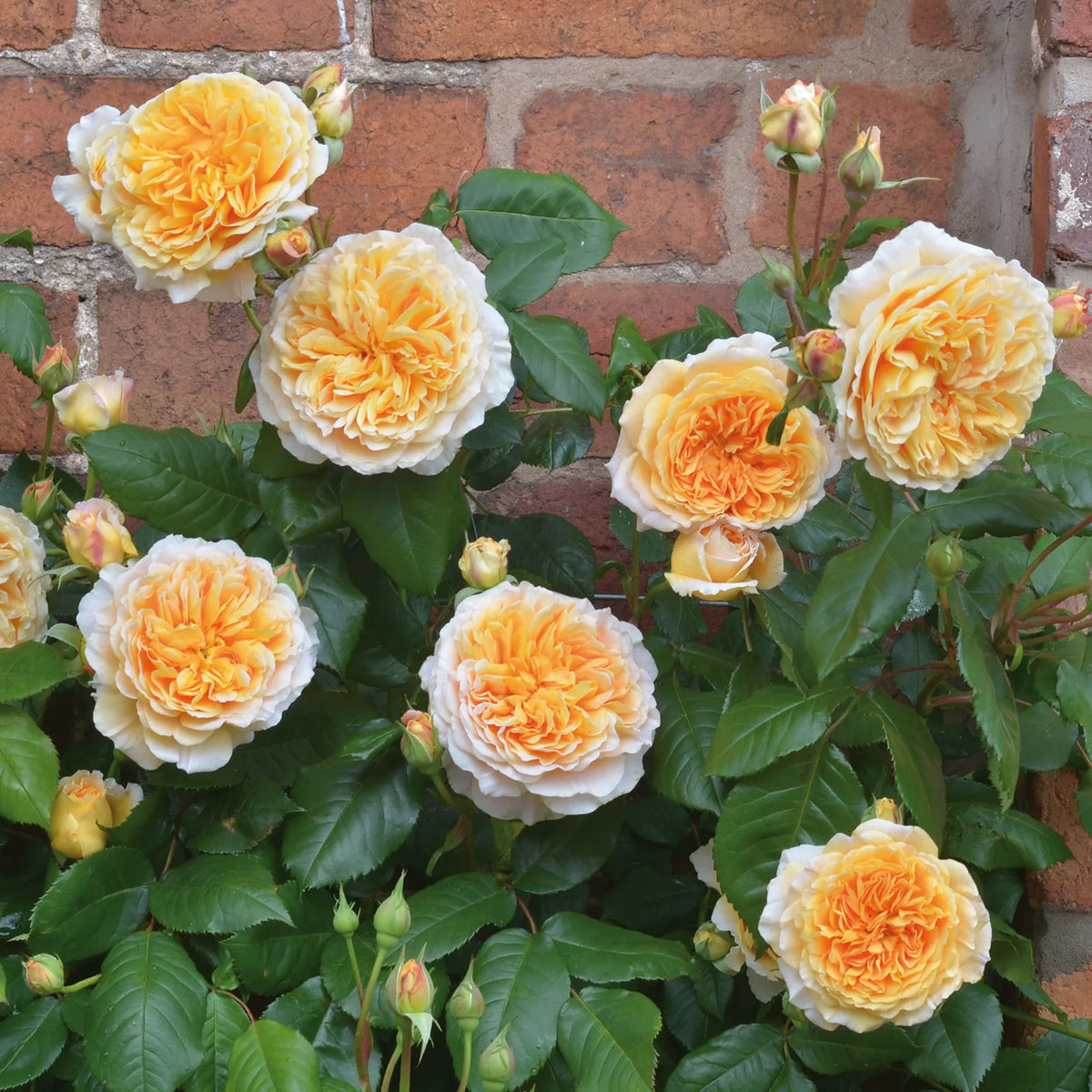 Crown Princess Margareta® by David Austin®