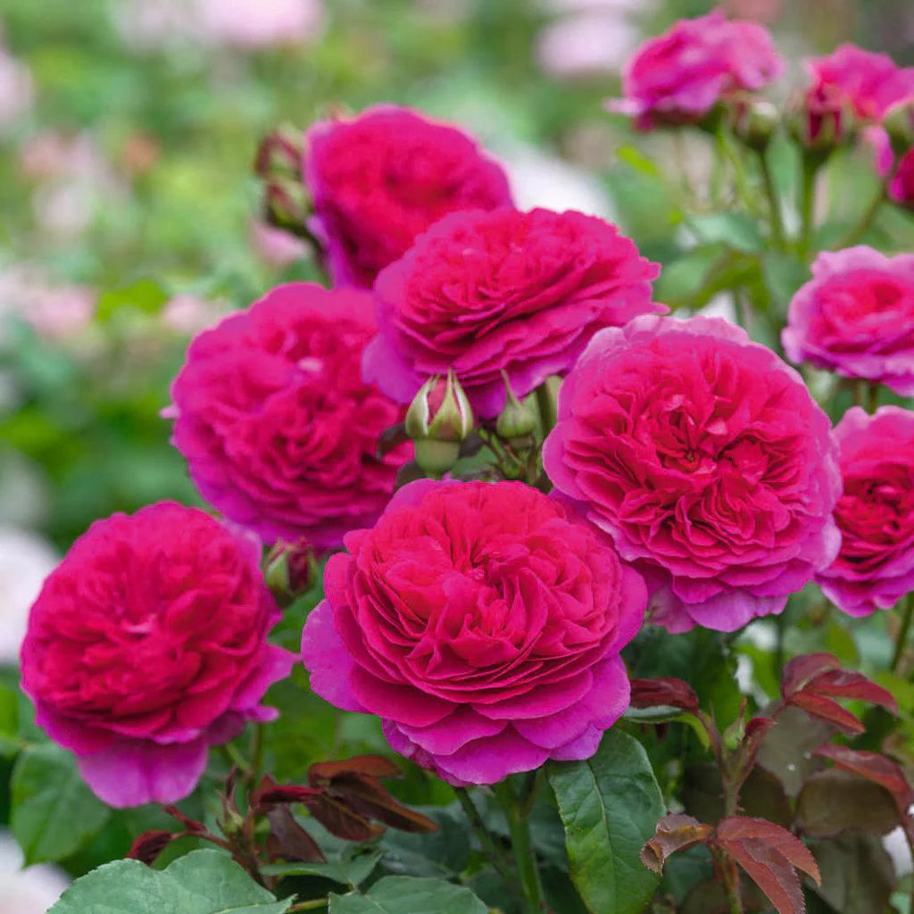 Gabriel Oak™ David Austin® English Shrub Rose
