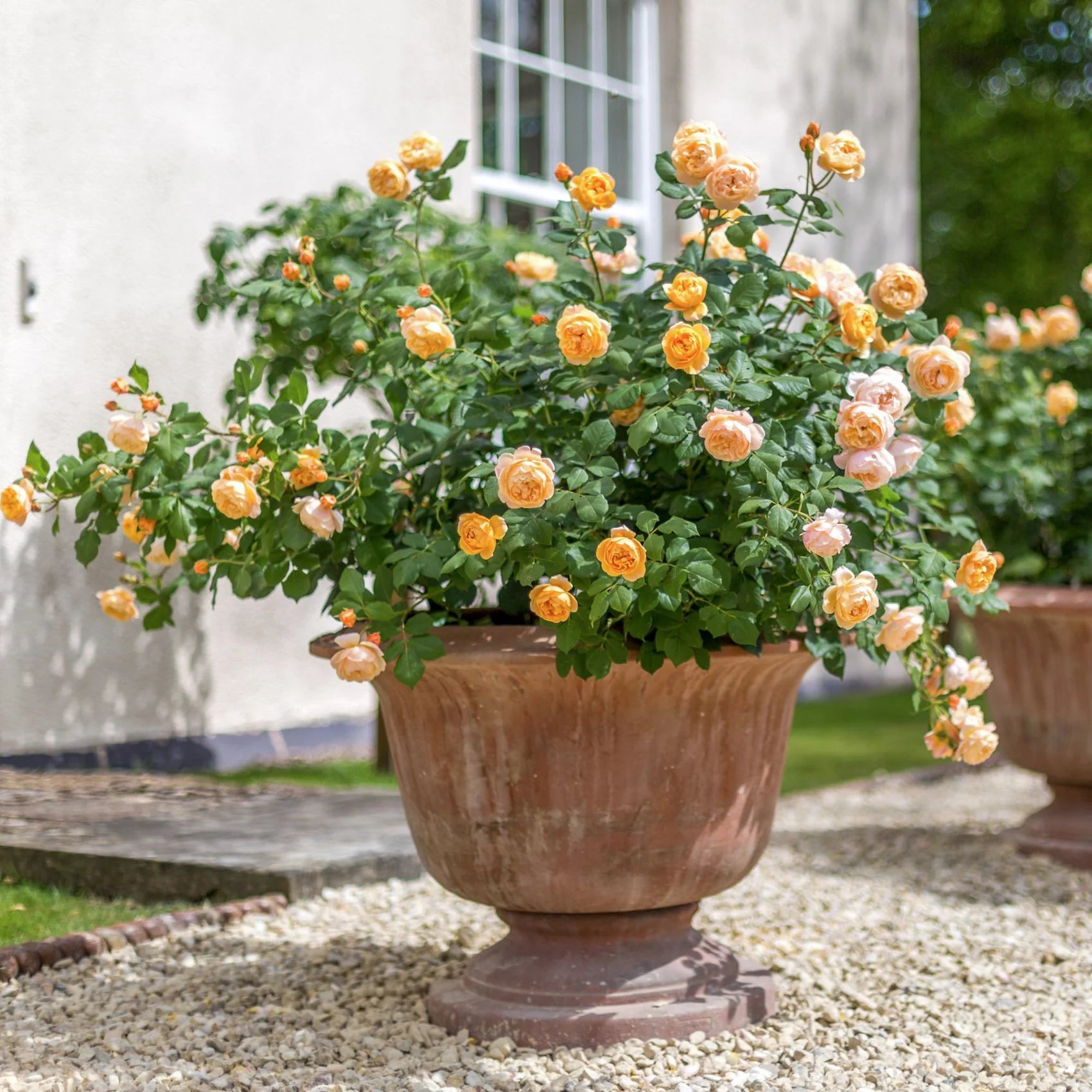 Roald Dahl® David Austin® English Shrub Rose