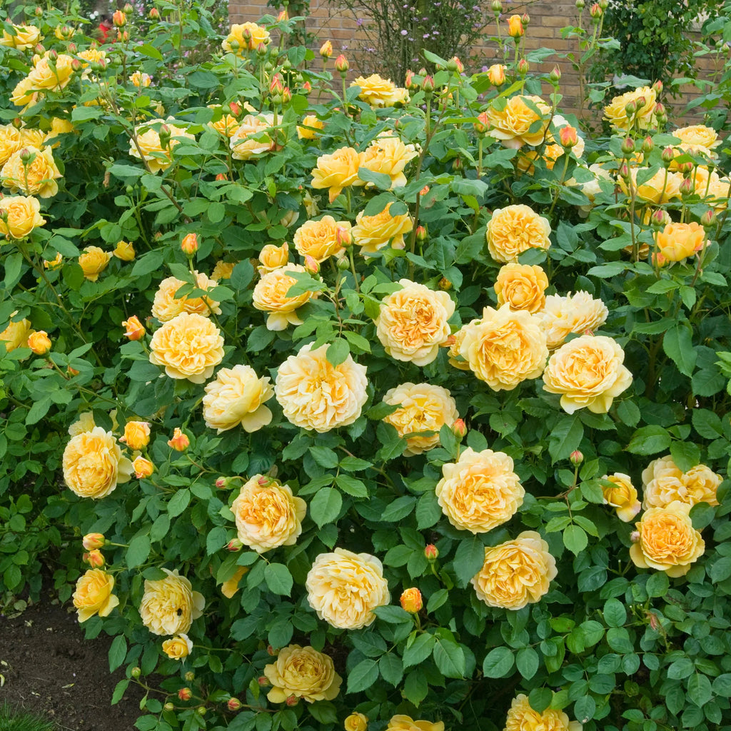Golden Celebration® David Austin® Climbing Rose