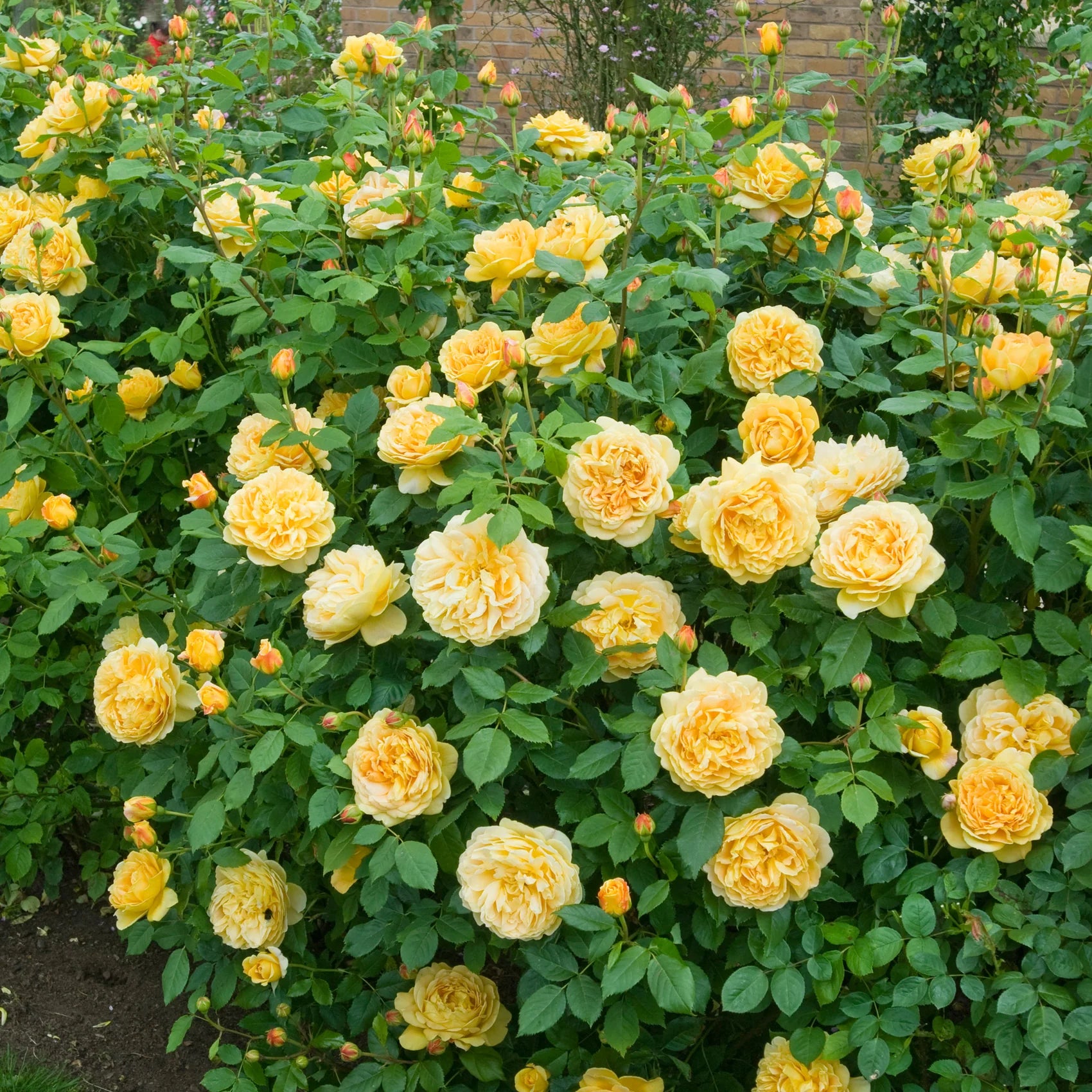 Golden Celebration® David Austin® Climbing Rose