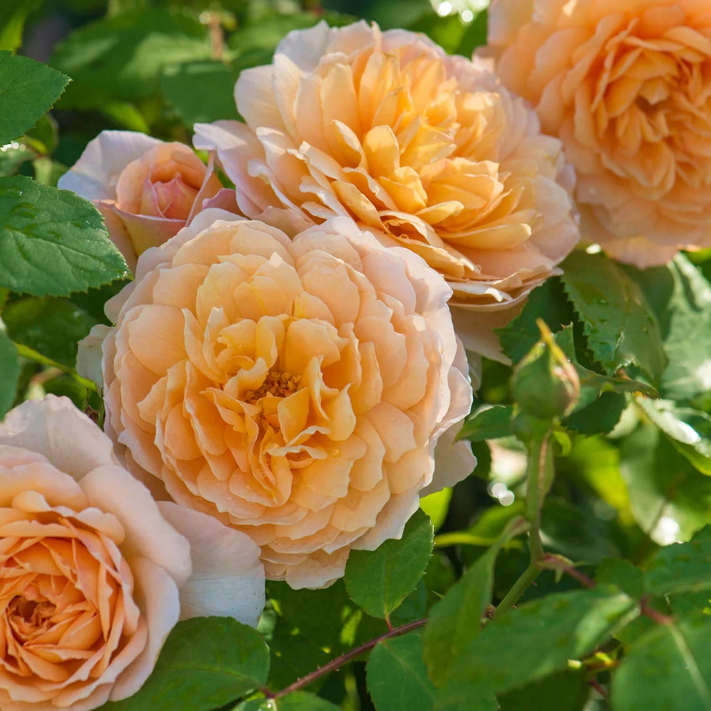 Grace® David Austin® English Shrub Rose