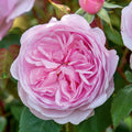 Olivia Rose Austin™ David Austin® English Shrub Rose