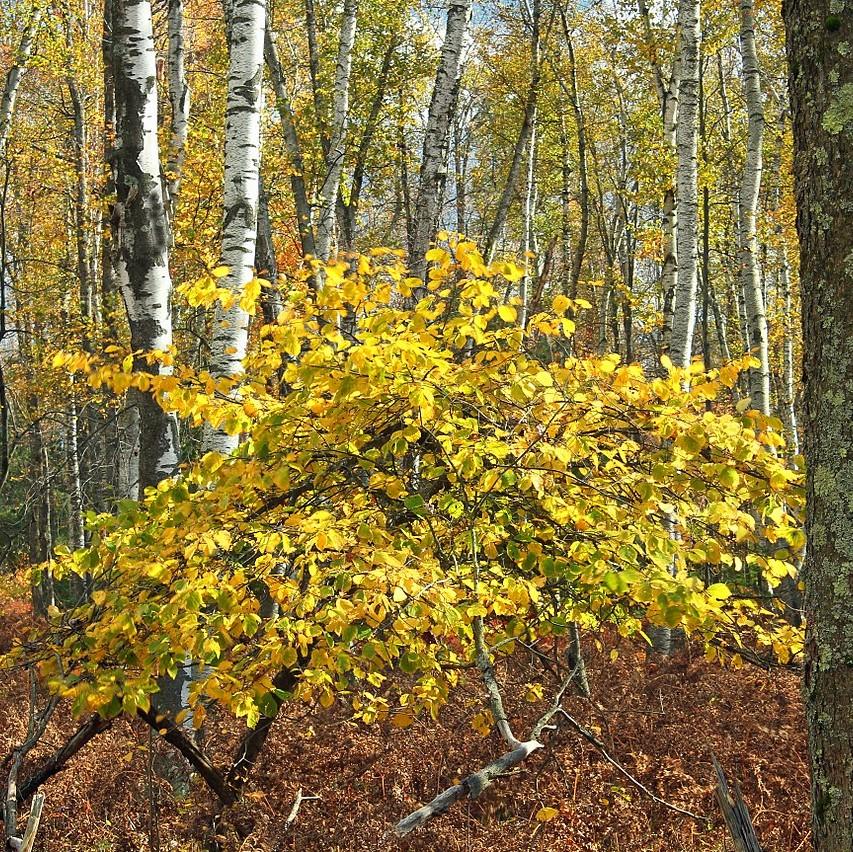 Hamamelis virginiana  - Witch Hazel