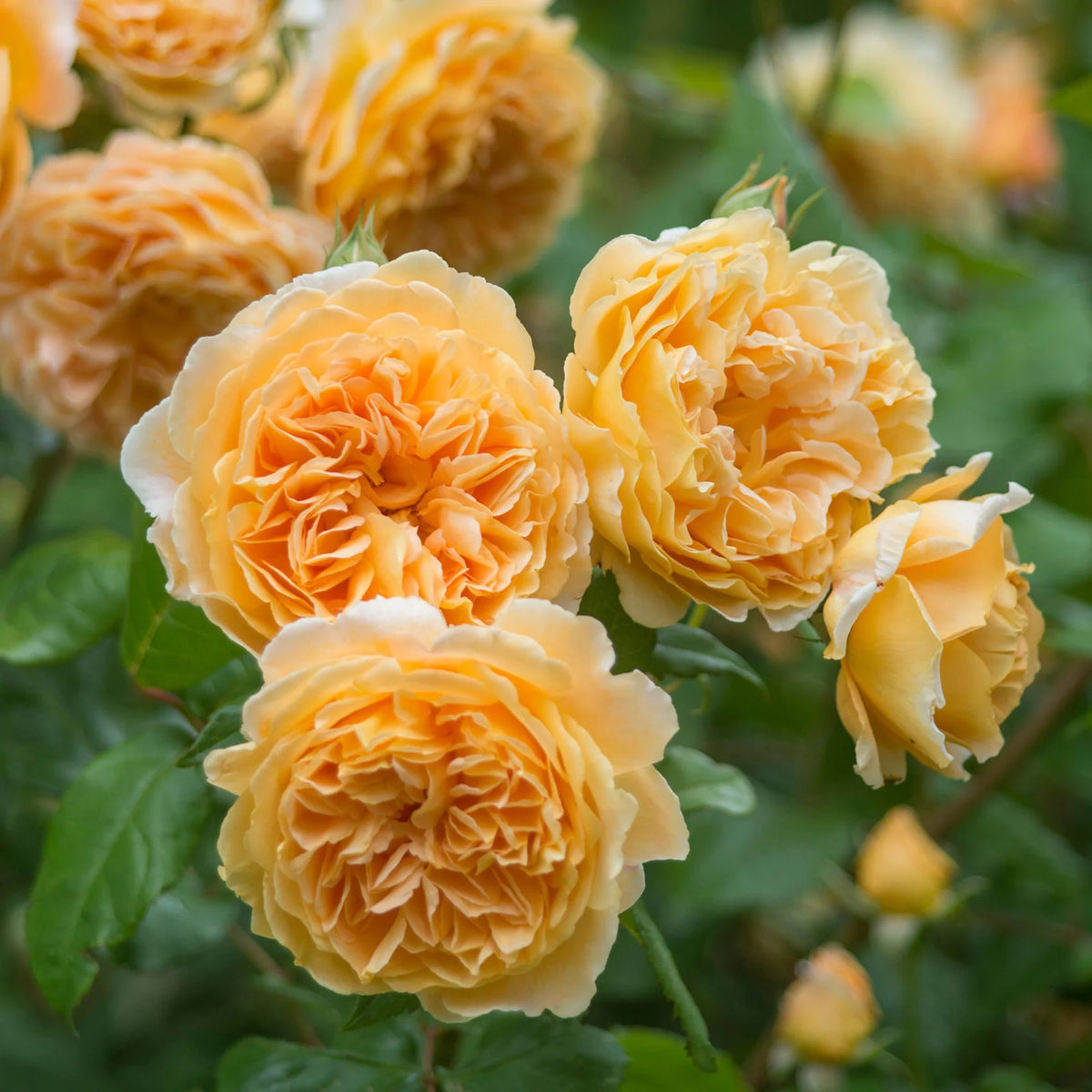 Crown Princess Margareta® by David Austin®