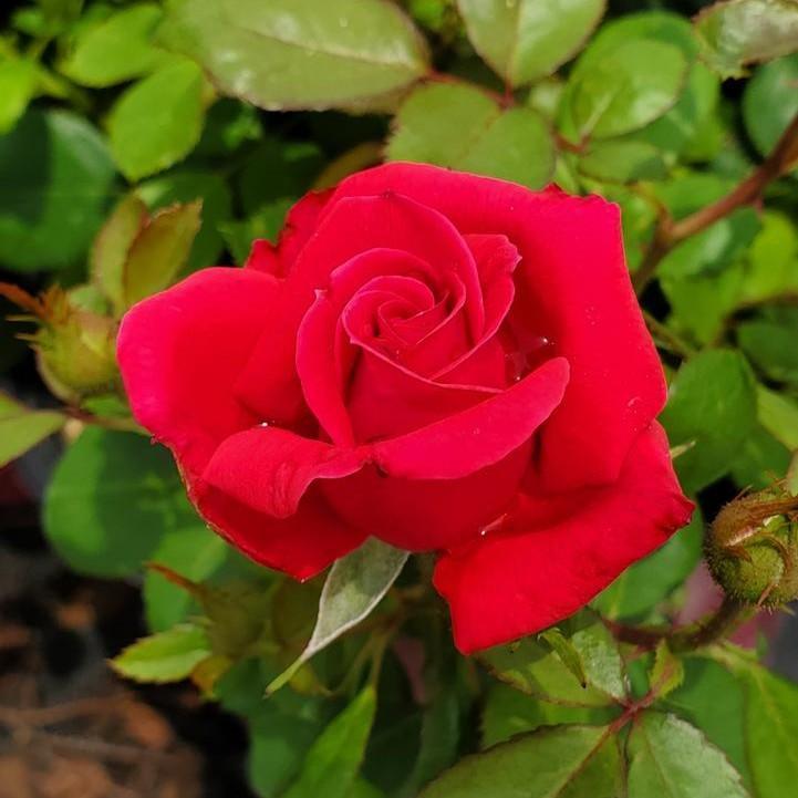 Rosa 'BAIgirl'  - Easy Elegance® My Girl Rose