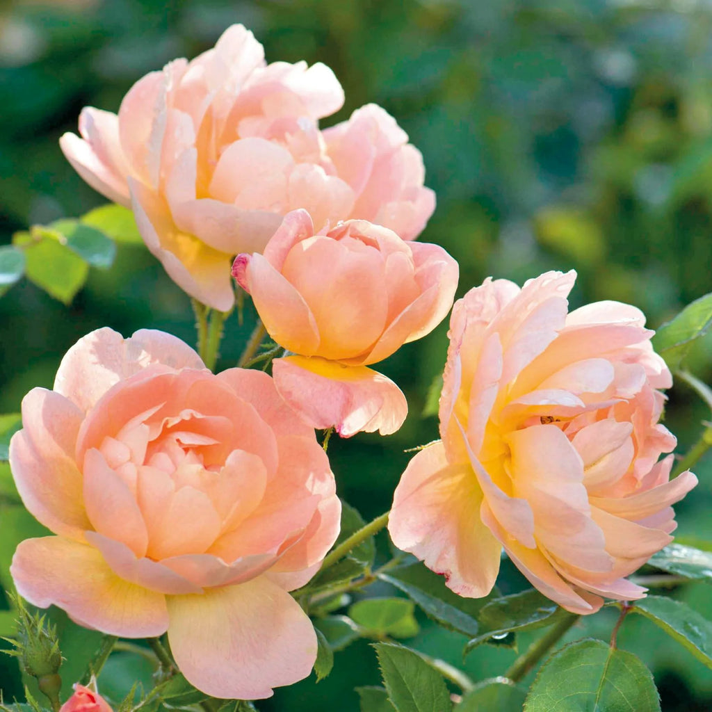 The Lark Ascending® David Austin® English Shrub Rose