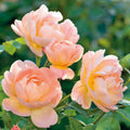The Lark Ascending® David Austin® English Shrub Rose