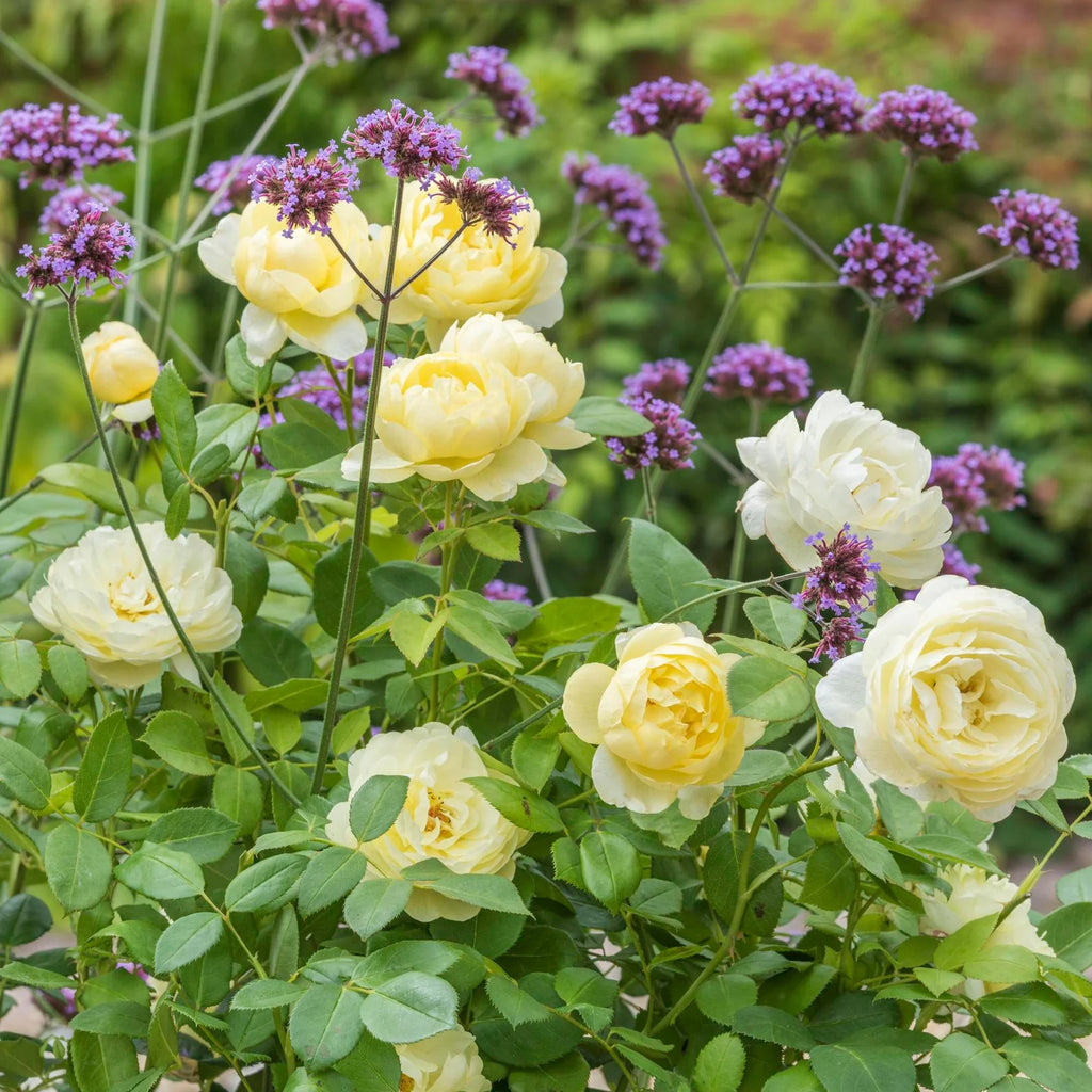 Vanessa Bell® David Austin® English Shrub Rose