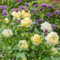 Vanessa Bell® David Austin® English Shrub Rose