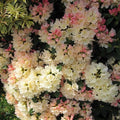 Rhododendron yakushimanum 'Golden Torch'  - Golden Torch Rhododendron