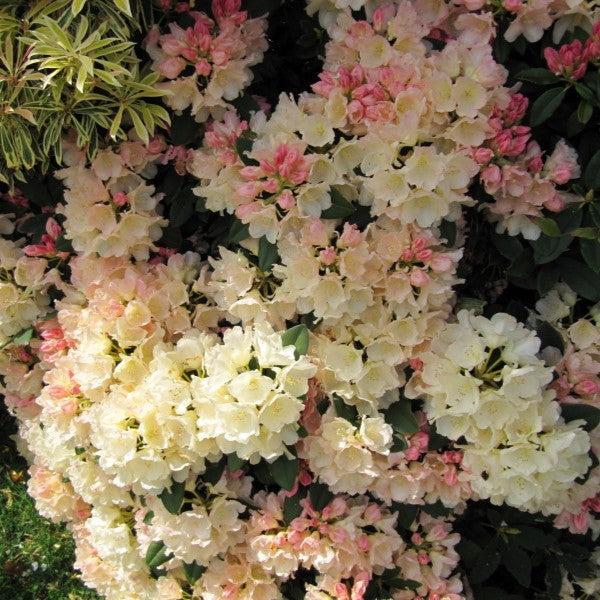 Rhododendron yakushimanum 'Golden Torch'  - Golden Torch Rhododendron