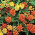 Asclepias tuberosa 'Gay Butterflies'  - Gay Butterflies Butterfly Weed