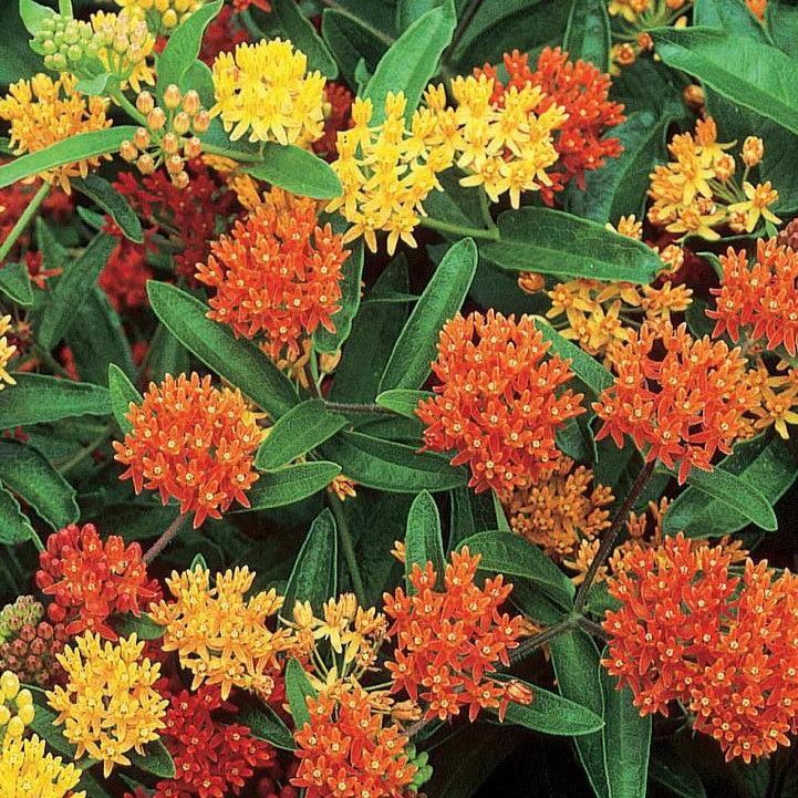 Asclepias tuberosa 'Gay Butterflies'  - Gay Butterflies Butterfly Weed