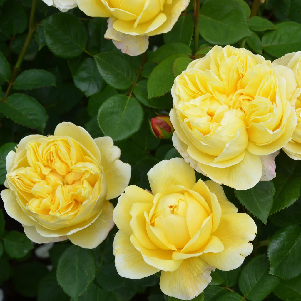 Charles Darwin™ David Austin® English Shrub Rose