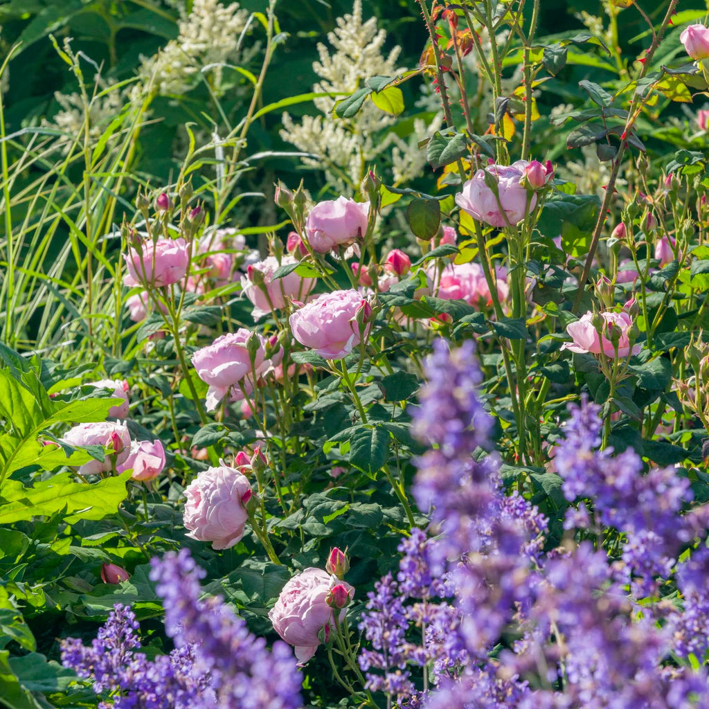 Scepter’d Isle™ David Austin® English Shrub Rose