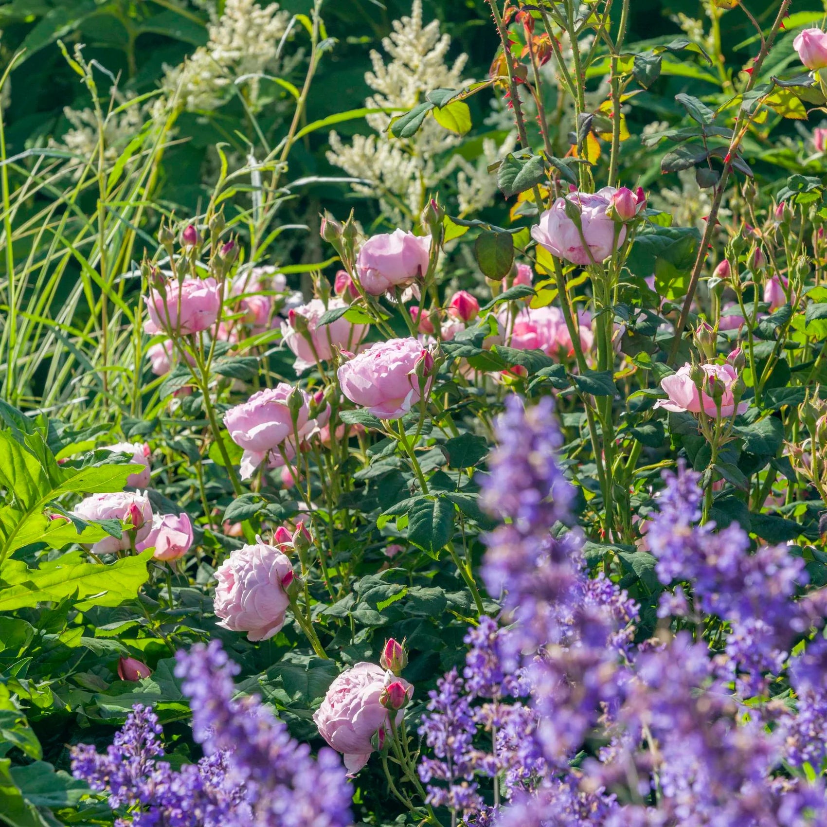 Scepter’d Isle™ David Austin® English Shrub Rose