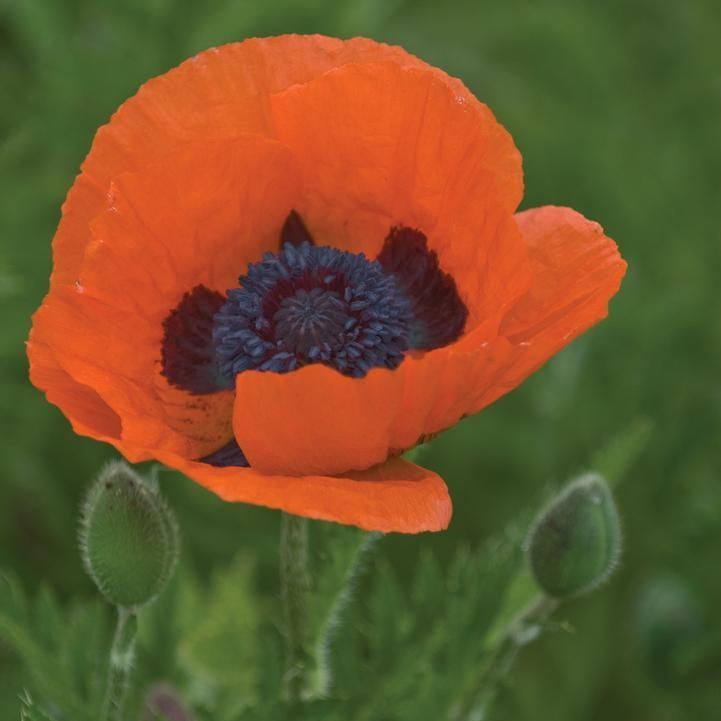 Papaver orientalis 'Prince of Orange'  - Prince of Orange Poppies