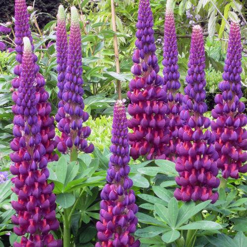 Lupinus polyphyllus 'Masterpiece'  - Westcountry™ Masterpiece Lupine