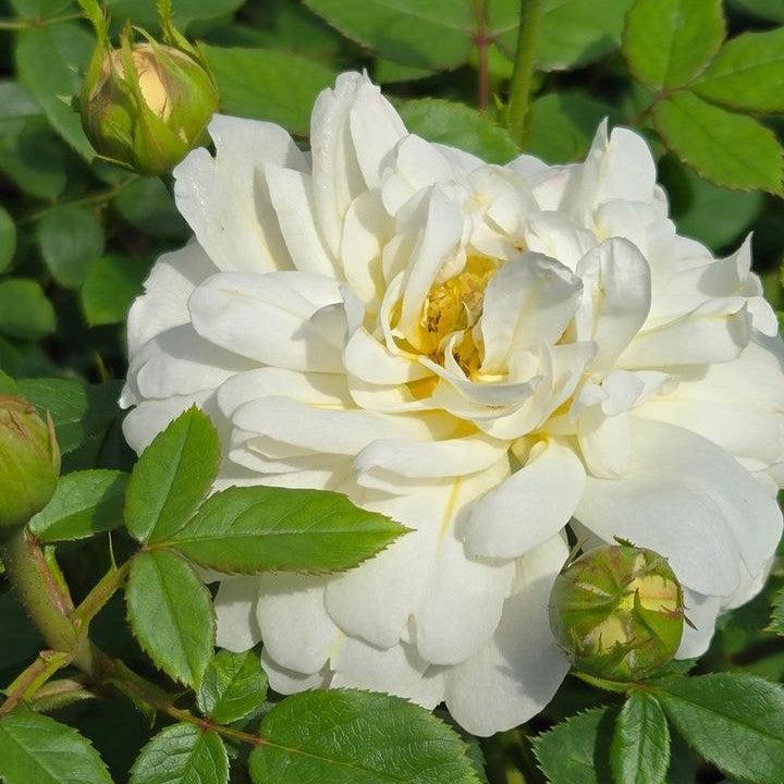 Rosa 'Auspital'  - Nye Bevan™ Rose