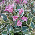 Weigela florida 'Verweig8' PP 30,064  - My Monet Purple Effect® Weigela
