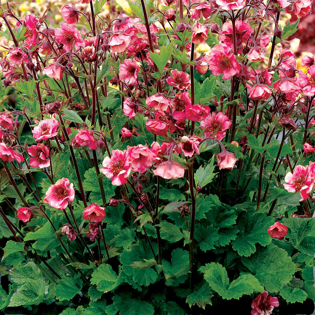 Geum x 'TNGEUTR'  - Tempo™ Rose Avens